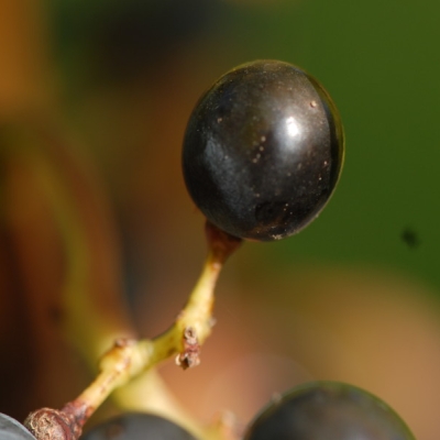 Cabernet Sauvignon ANT 1841
